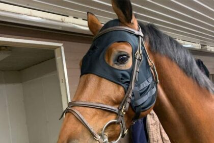 Fenwick Equestrian’s Horse Mask