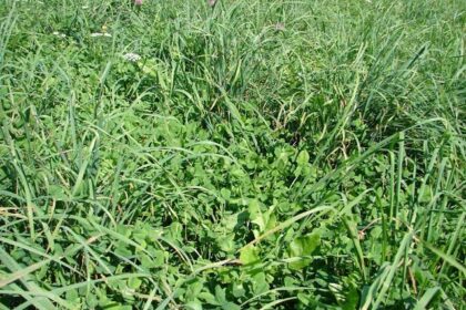 What is Orchard Grass Alfalfa?